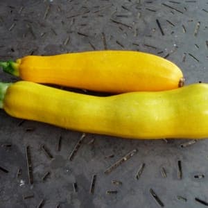Plant Courgette Jaune