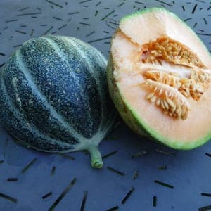 Plant Melon Petit Gris de Rennes
