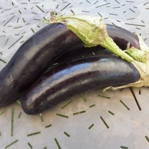 Plant Aubergine de Barbetane