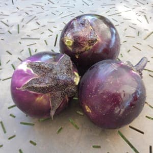 Plant Aubergine Ronde de Valence