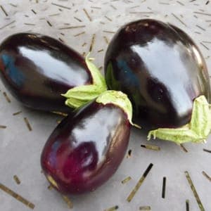 Plant Aubergine Black Beauty