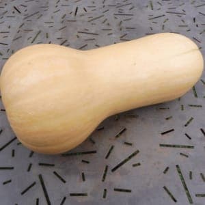Plant Courge Butternut