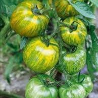Plant Tomate Green Zebra