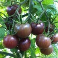Plant Tomate Black Cherry