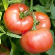 Plant Tomate Reine des hâtives