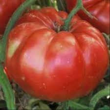 Plant Tomate Russe Rouge