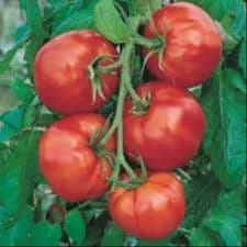 Plant Tomate Saint-Pierre