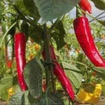Plant Piment Sucette de Provence