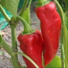 Plant Piment Basque Gorria