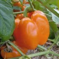Plant Poivron California Wonder Orange