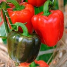 Plant Poivron Yolo Wonder Rouge