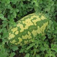 Plant Pastèque à confire à graines vertes