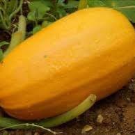 Plant Courge Spaghetti végétal