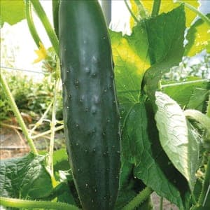 Plant Concombre Bono