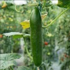 Plant Cornichon Hokus