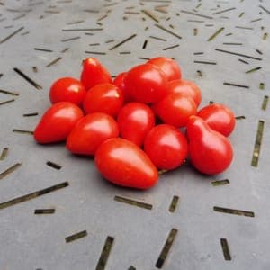 Tomate Poire Rouge