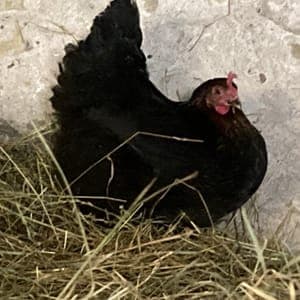Oeufs