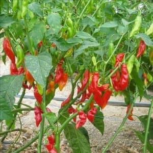 Plant Poivron doux "Piment Végétarien"