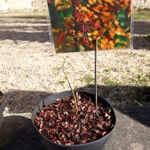 poivrier du Shichuan -Zanthoxylum simulans