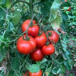 Bardérou plant tomate Brandywine rouge