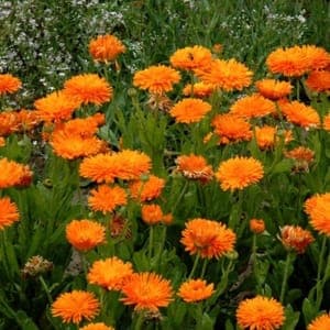 Plant  fleur de Souci
