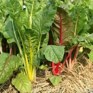 3 plants de blette, 3 couleurs
