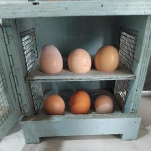 Oeufs BIO