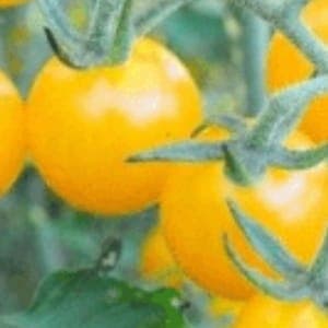 Plant de tomate cerise Gros moineau blanc