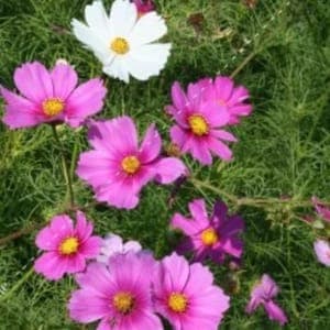 Plant de fleur Cosmos bipenné