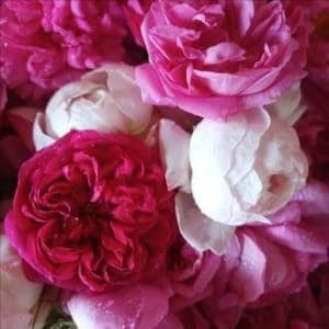 eau de roses promo