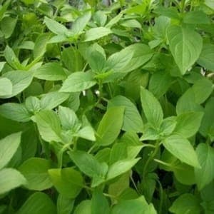 Plant Basilic Citronnelle