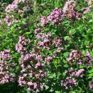 Plant de vivace Origan