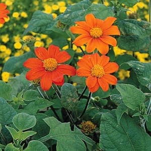 Tithonia - plant