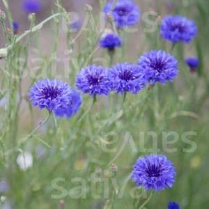 Bleuet 'Blauer Junge'