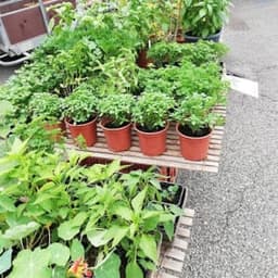 Jardin des Casseilles #1