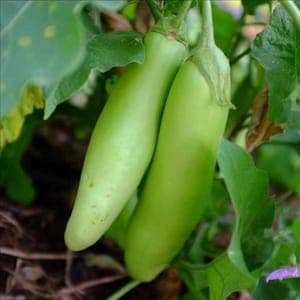 aubergine 'thaï long green'