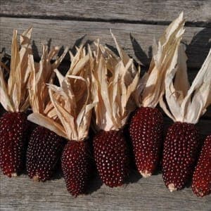 maïs à pop-corn 'fraise'