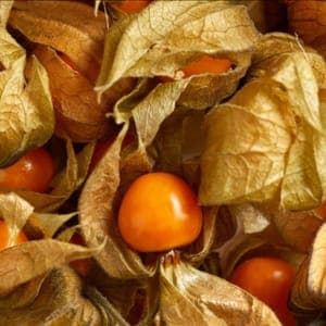 physalis 'prune des Incas'