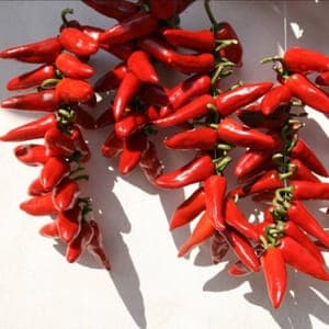 piment 'gorria' - espelette