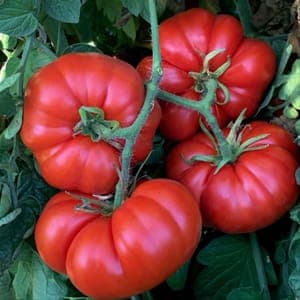 tomate 'marmande'