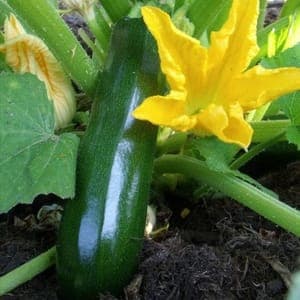 courgette 'verte de Milan'