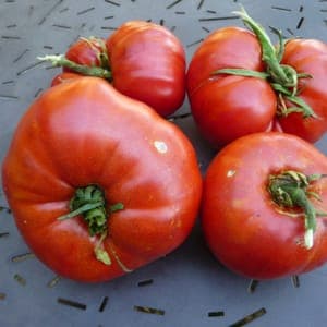 Plant Tomate type beefsteak