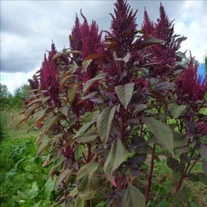 amarante rouge