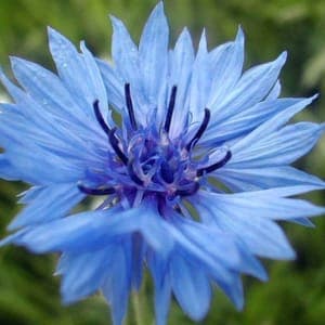bleuet simple