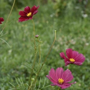 cosmos 'rubenza'
