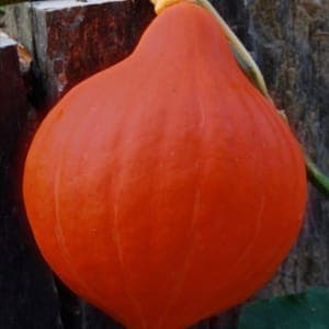 courge potimarron 'red kuri'