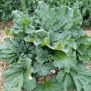Rhubarbe