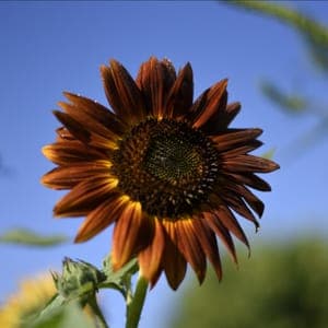 tournesol pourpre