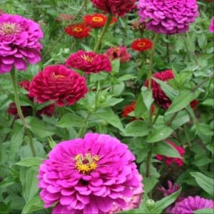 zinnia à grandes fleurs