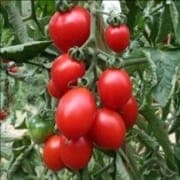 Bardérou plant tomate cocktail Brin de muguet